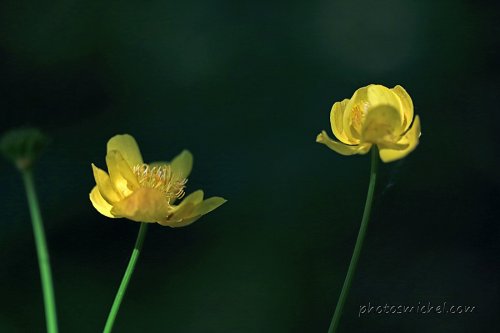 IMG_0523