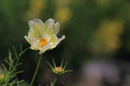 IMG_0641